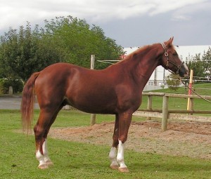brown horse