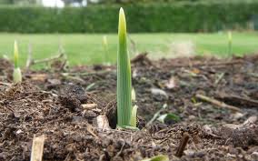 Growing Grass