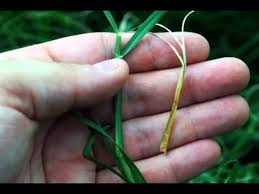 Growing Grass 2