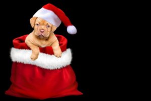 SANTA DOG