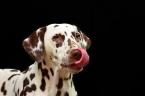 DOG 2