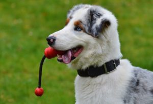 DOG TRAINING 