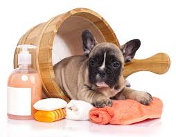 puppy and grooming supplies