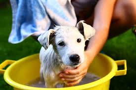 bathing a puppy