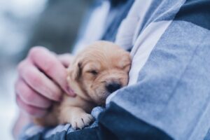 pet